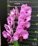 Phal. I-Hsin Pixie Reds '225' 2.5'' УЦЕНКА (нет нижн. листика)