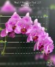 Phal. I-Hsin Pixie Reds '225' 2.5'' УЦЕНКА (нет нижн. листика)