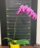 Phal. I-Hsin Pixie Reds '225' 2.5'' УЦЕНКА (нет нижн. листика)