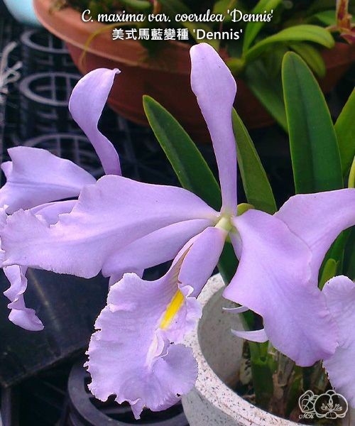 C. maxima var. coerulea 'Dennis' 2.5''