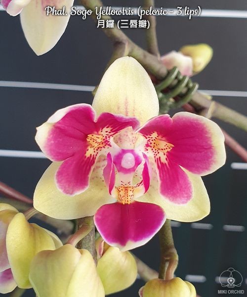 Phal. Sogo Yellowtris (peloric - 3 lips) 2.5" УЦЕНКА (мех.пов.листика)