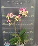Phal. Sogo Yellowtris (peloric - 3 lips) 2.5" УЦЕНКА (мех.пов.листика)