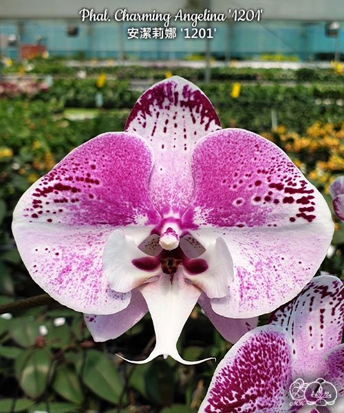 Phal. Charming Angelina '1201' 2.5'' УЦЕНКА (нет нижних листиков)