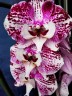 Phal. Charming Angelina '1201' 2.5'' УЦЕНКА (нет нижних листиков)