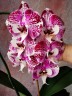 Phal. Charming Angelina '1201' 2.5'' УЦЕНКА (нет нижних листиков)