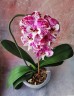 Phal. Charming Angelina '1201' 2.5'' УЦЕНКА (нет нижних листиков)