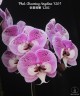 Phal. Charming Angelina '1201' 2.5'' УЦЕНКА (нет нижних листиков)