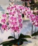 Phal. Charming Angelina '1201' 2.5'' УЦЕНКА (нет нижних листиков)