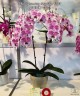 Phal. Charming Angelina '1201' 2.5'' УЦЕНКА (нет нижних листиков)