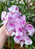 Phal. Charming Angelina '1201' 2.5'' УЦЕНКА (нет нижних листиков)