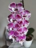Phal. Charming Angelina '1201' 2.5'' УЦЕНКА (нет нижних листиков)