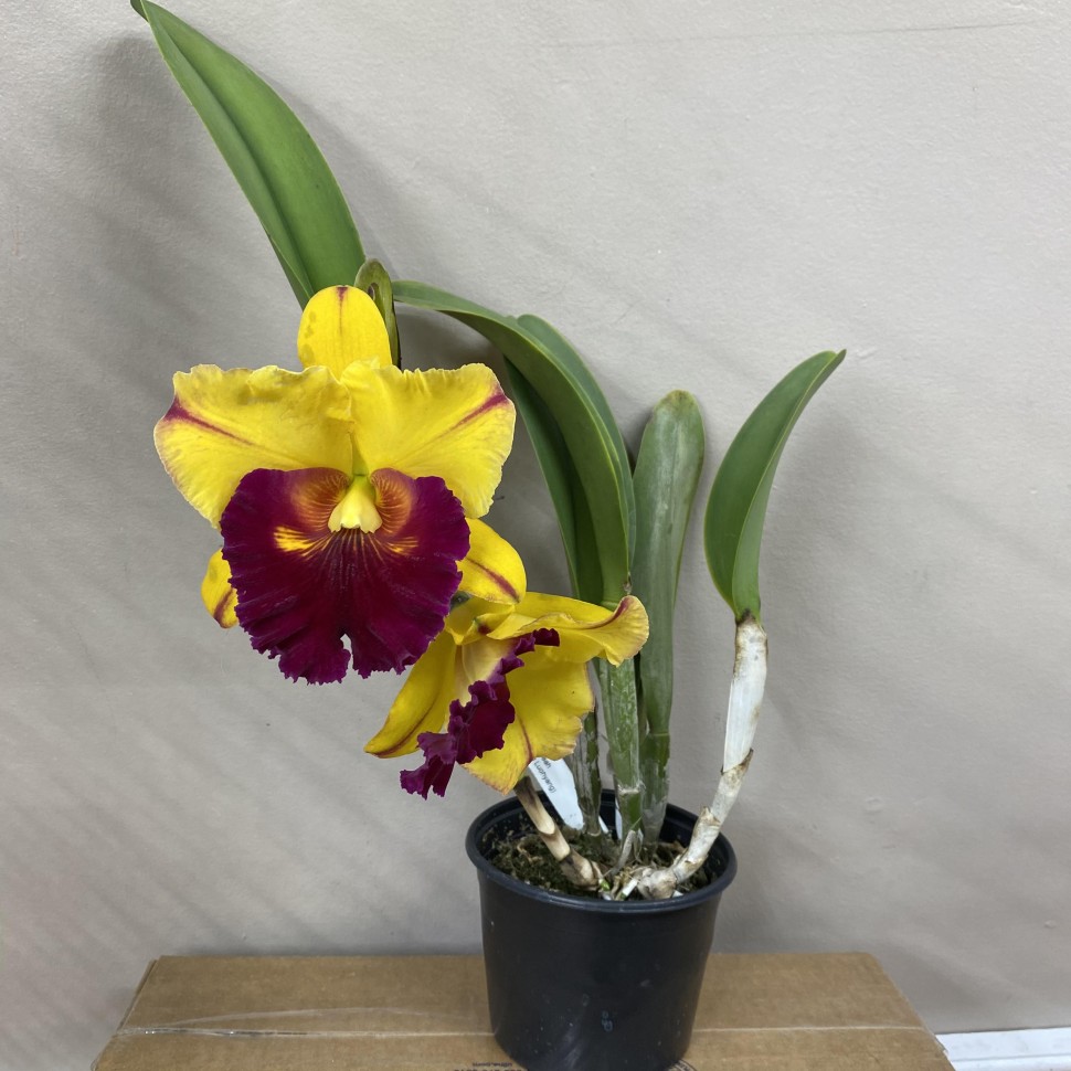 Rlc. Village Chief Topaz 2.5'' УЦЕНКА (мех. повр. листиков)
