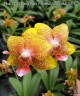 Phal. (Tzu Chiang Balm × Brother Sara Gold) 'ES-1' 2.5''