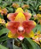 Phal. (Tzu Chiang Balm × Brother Sara Gold) 'ES-1' 2.5''