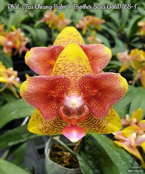 Phal. (Tzu Chiang Balm × Brother Sara Gold) 'ES-1' 2.5''
