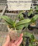 Phal. (Tzu Chiang Balm × Brother Sara Gold) 'ES-1' 2.5''