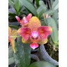 Phal. (Tzu Chiang Balm × Brother Sara Gold) 'ES-1' 2.5''