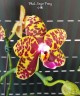 Phal. Sogo Pony 2.5'' УЦЕНКА (плохие корни)