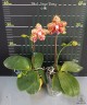 Phal. Sogo Pony 2.5'' УЦЕНКА (плохие корни)