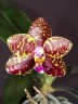 Phal. Sogo Pony 2.5'' УЦЕНКА (плохие корни)