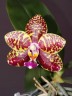 Phal. Sogo Pony 2.5'' УЦЕНКА (плохие корни)