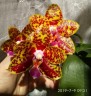 Phal. Sogo Pony 2.5'' УЦЕНКА (плохие корни)