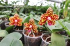 Phal. Sogo Pony 2.5'' УЦЕНКА (плохие корни)