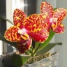 Phal. Sogo Pony 2.5'' УЦЕНКА (плохие корни)