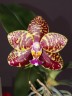 Phal. Sogo Pony 2.5'' УЦЕНКА (плохие корни)