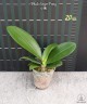 Phal. Sogo Pony 2.5'' УЦЕНКА (плохие корни)