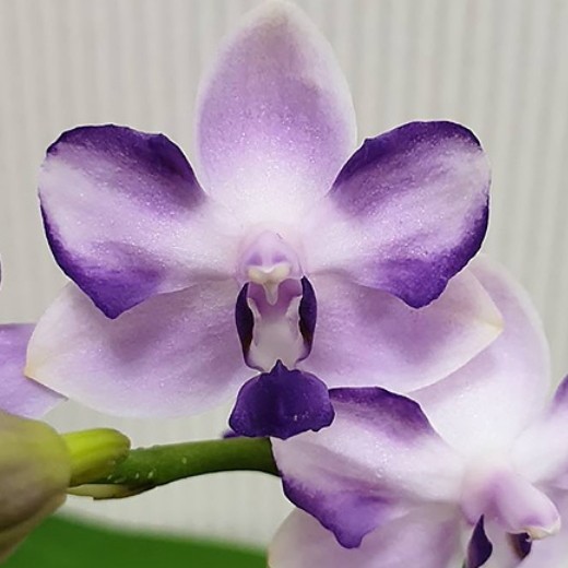  Phal. Kenneth Schubert '78' 2.5"