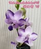  Phal. Kenneth Schubert '78' 2.5"
