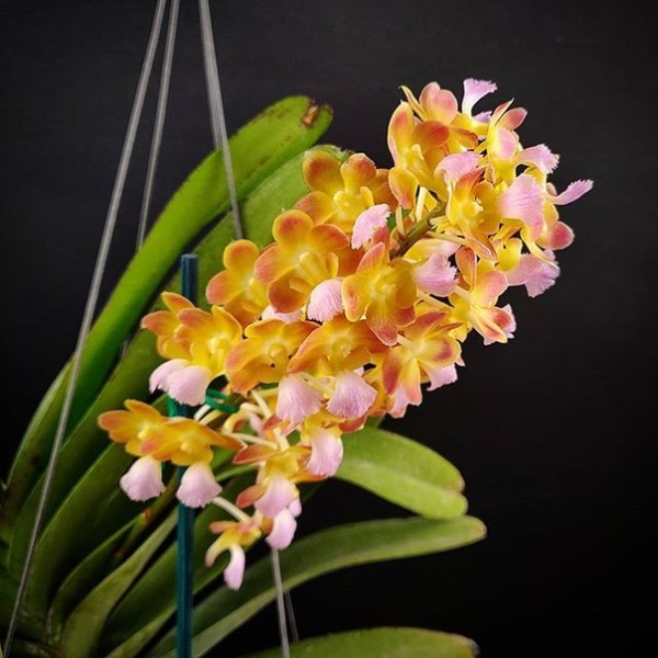 Rhynchorides Bangkok Sunset 2.5"