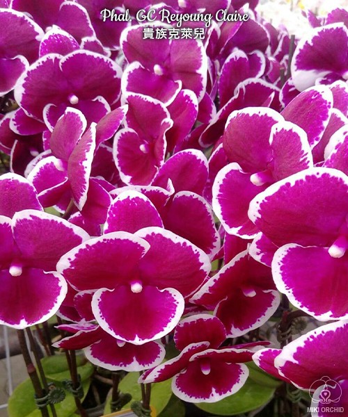 Phal. GC Reyoung Claire	2.5"