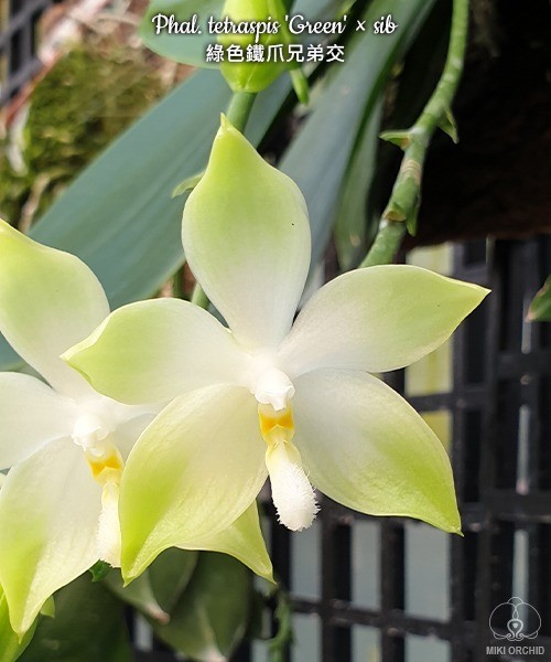 Phal. tetraspis 'Green' × sib 2.5''