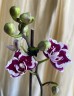 Phal. Miki Violet Butterfly 2.5''