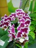 Phal. Miki Violet Butterfly 2.5''