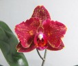 Phal. I-Hsin Claire '551' (peloric - 2 eyes) 2.5''