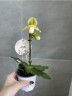 Пафиопедилум Pinocchio Alba Ø 9 см
