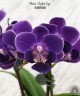 Phal. Violet Eye 2.5"