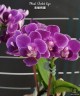 Phal. Violet Eye 2.5"