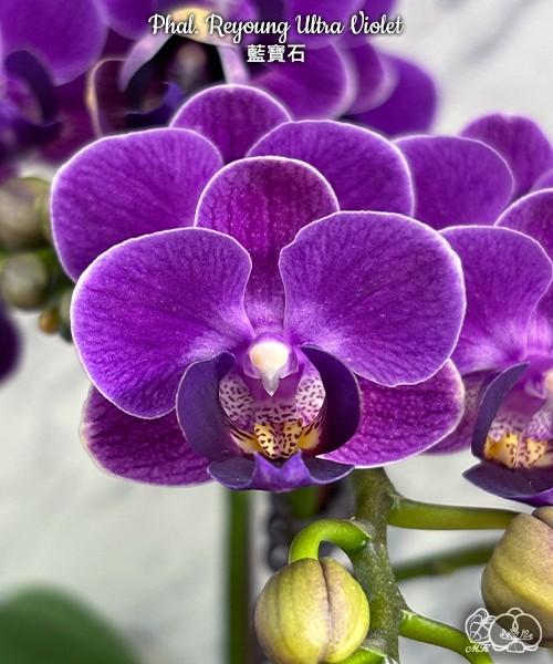 Phal. Reyoung Ultra Violet 2.5"