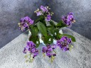 Phal. Reyoung Ultra Violet 2.5"