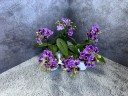 Phal. Reyoung Ultra Violet 2.5"