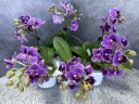 Phal. Reyoung Ultra Violet 2.5"