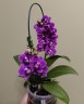 Phal. Reyoung Ultra Violet 2.5"