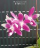 Phal. speciosa '1680' 2.5''