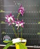 Phal. speciosa '1680' 2.5''