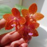 Phal. LD Giga King '801' 2.5''