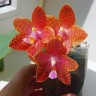 Phal. LD Giga King '801' 2.5''